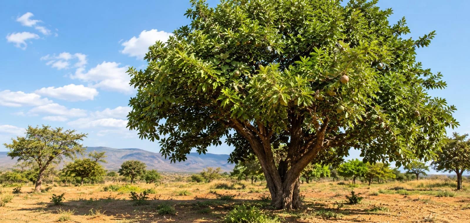 Arbre à karité Vitellaria paradoxa dans les savanes du Grand Nord-Cameroun au coucher du soleil