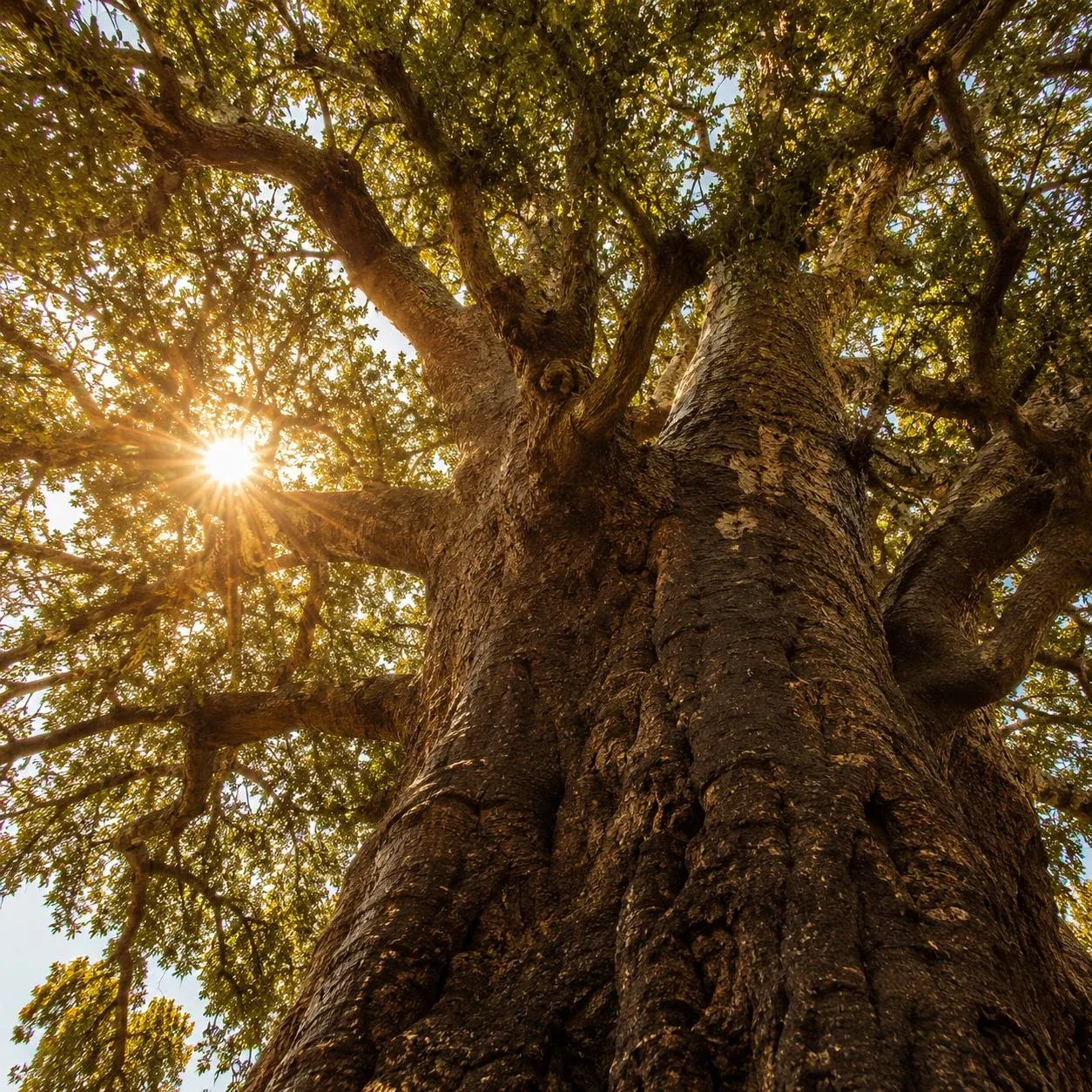 Majestueux arbre à karité centenaire Vitellaria paradoxa dans la savane du Cameroun Nord