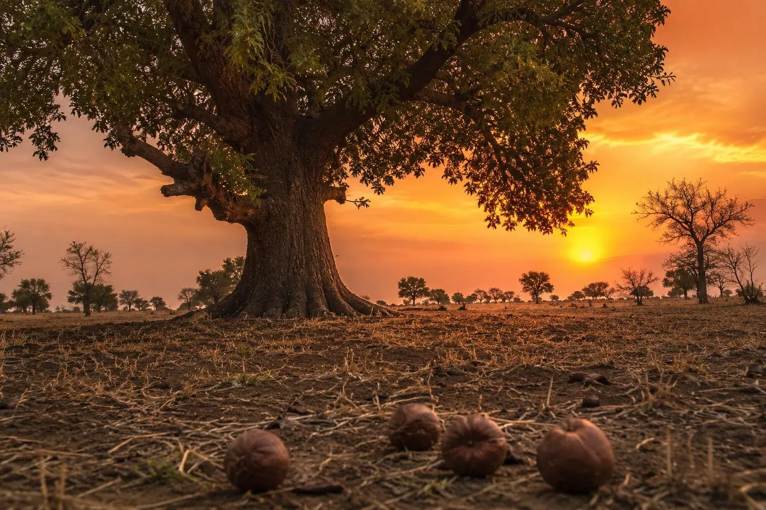 Arbre à karité centenaire Vitellaria paradoxa dans la savane arborée du Cameroun Nord